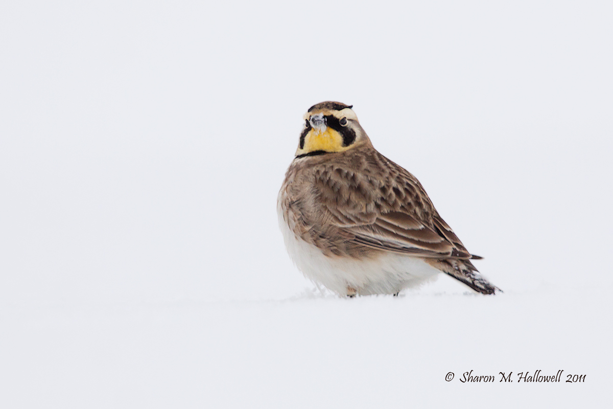 Horned Lark