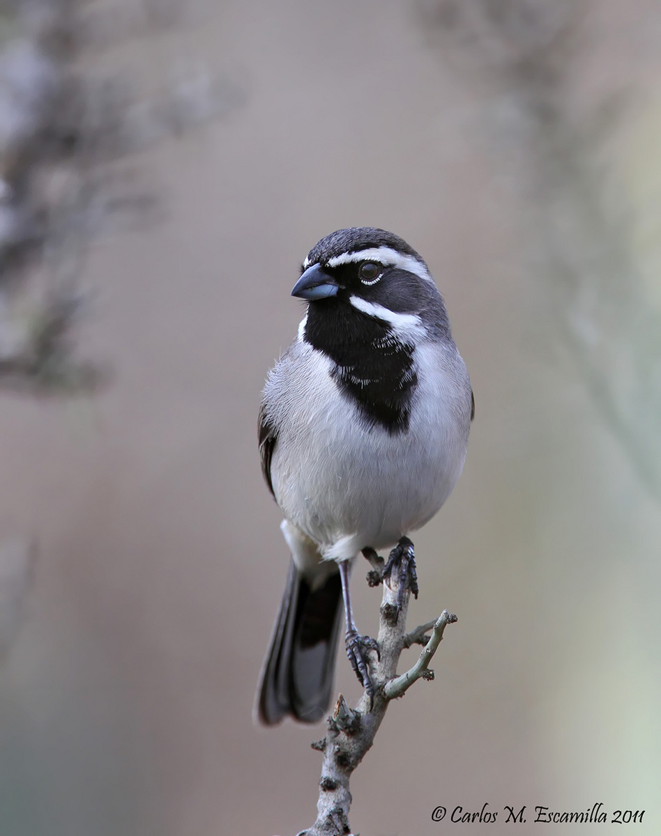 Black-throated Sparrow