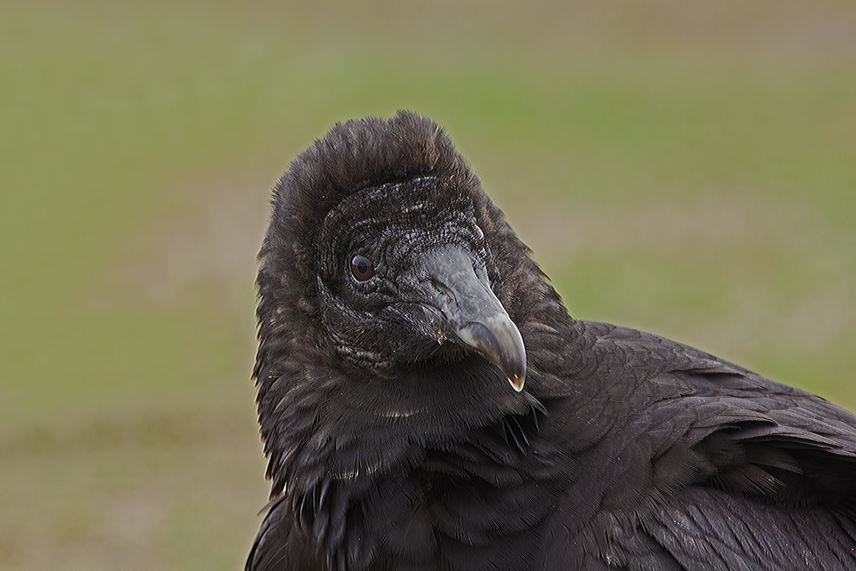 American Black Vulture