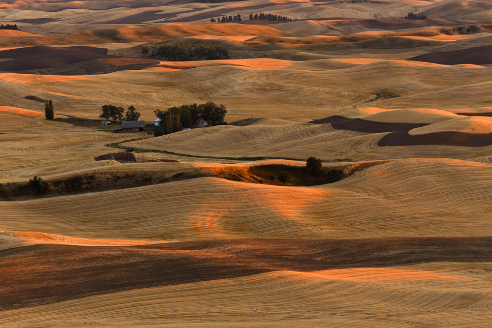 Palouse Harvest