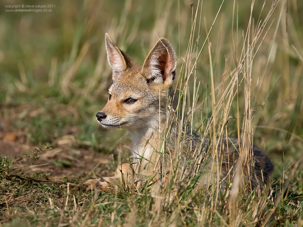 Jackal cub