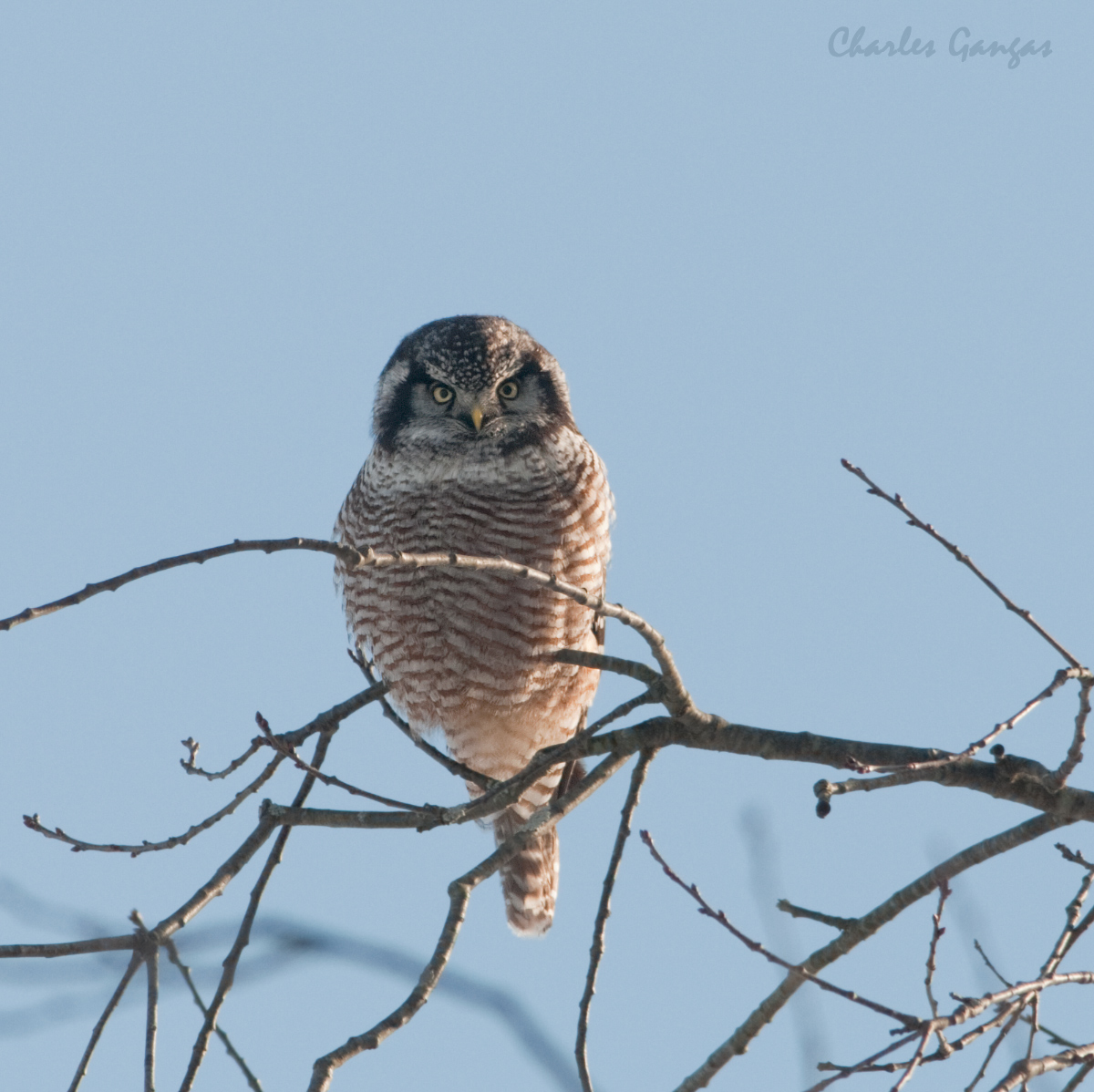 Northern Hawk Owl