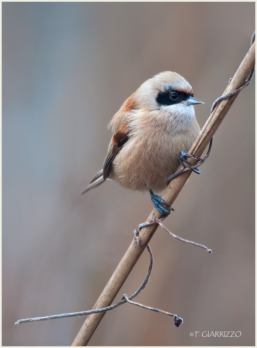 Pendulin tit