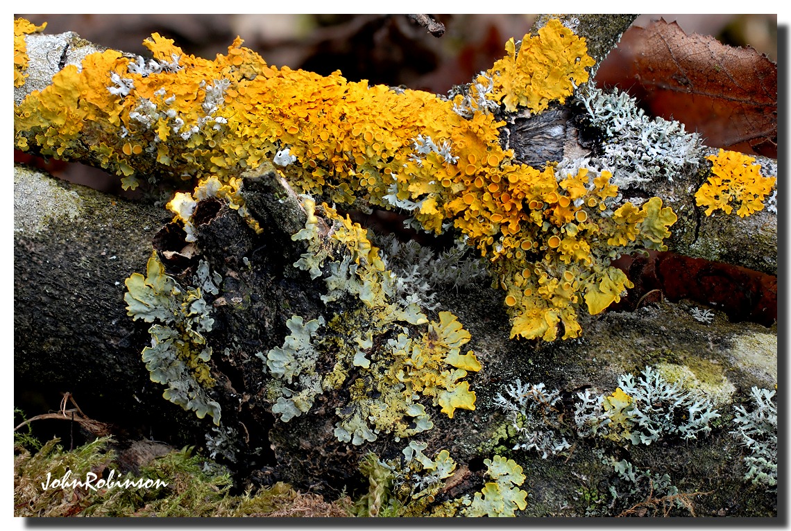 Lichens