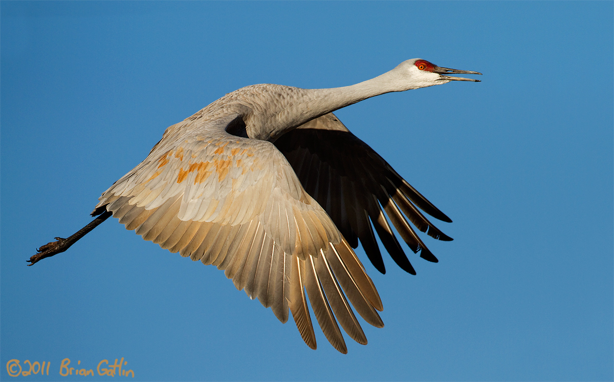 Calling Crane