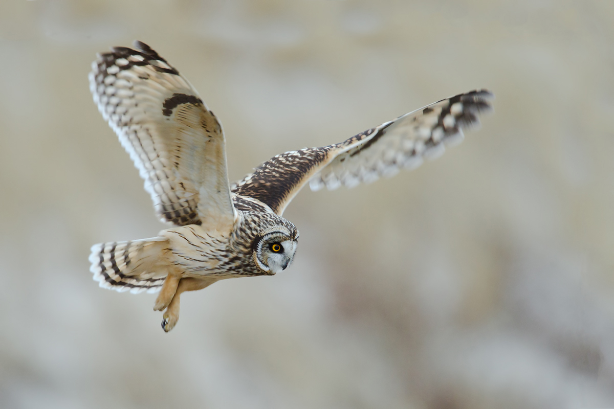 Short Eared Owl Backlit