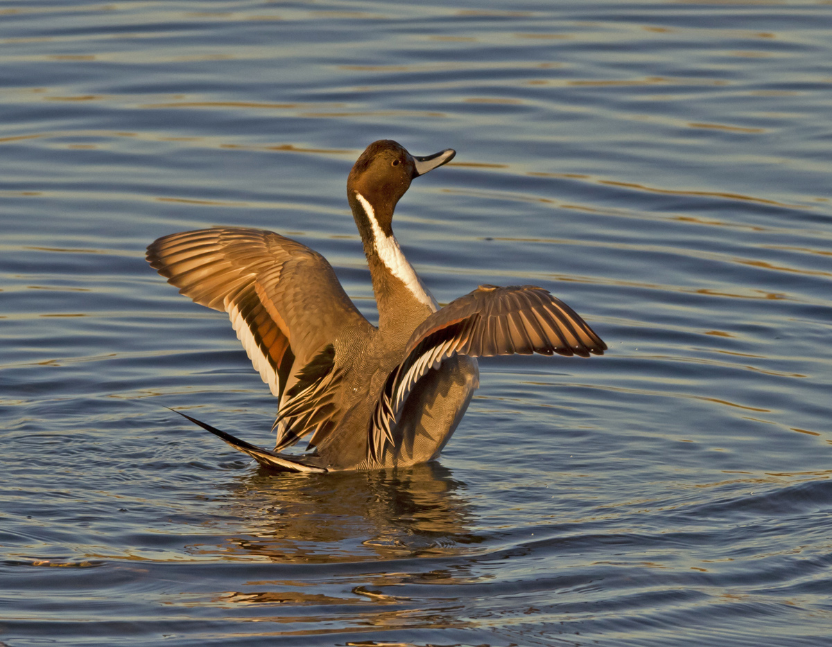 Northern Pintail