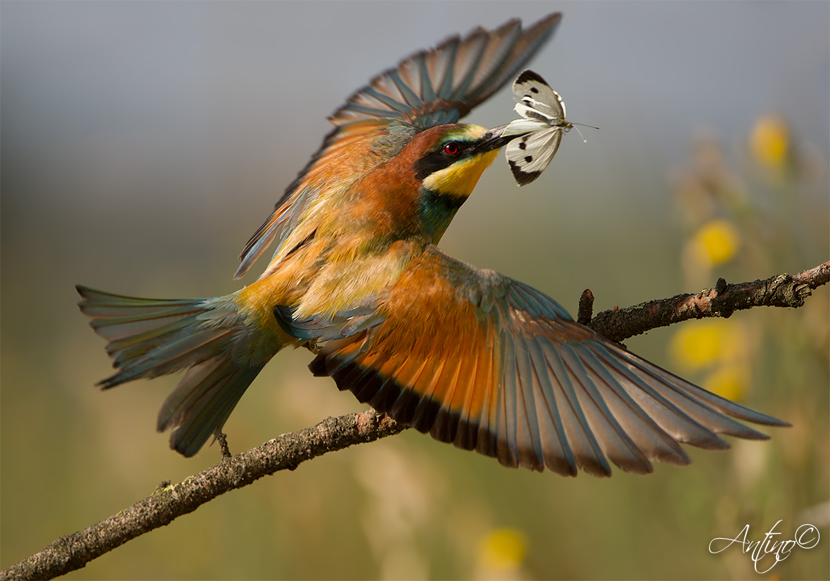 European Bee-eater 