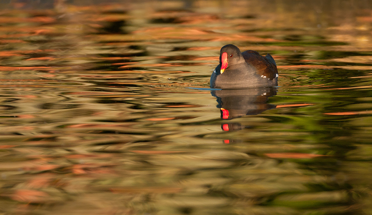 Moorhen