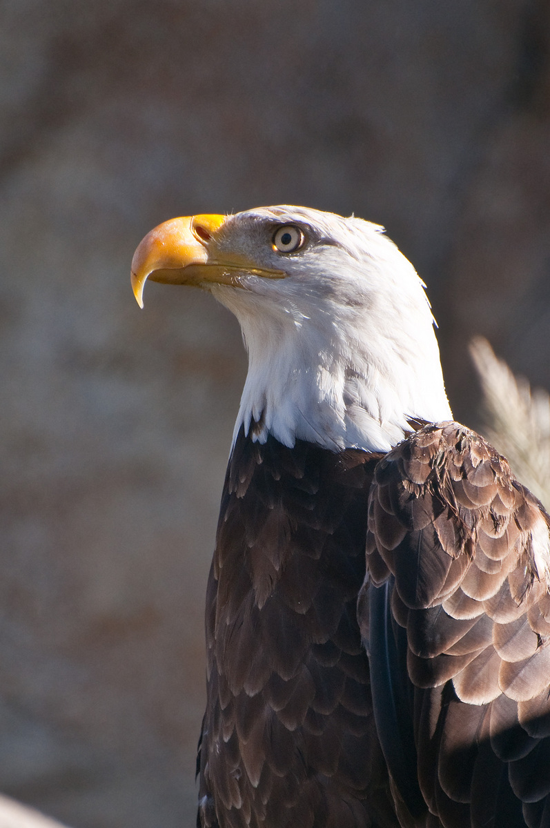 Eagle at the Memphis Zoo