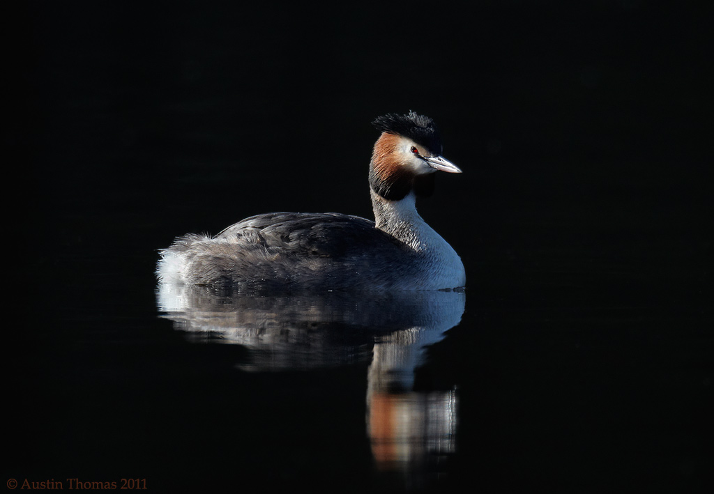 Great Crested Grebe 