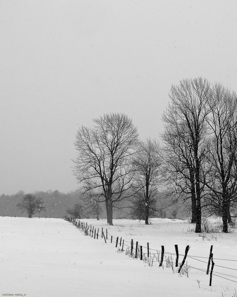 The Fence Line