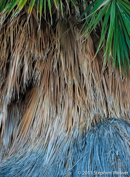 Palm Patterns