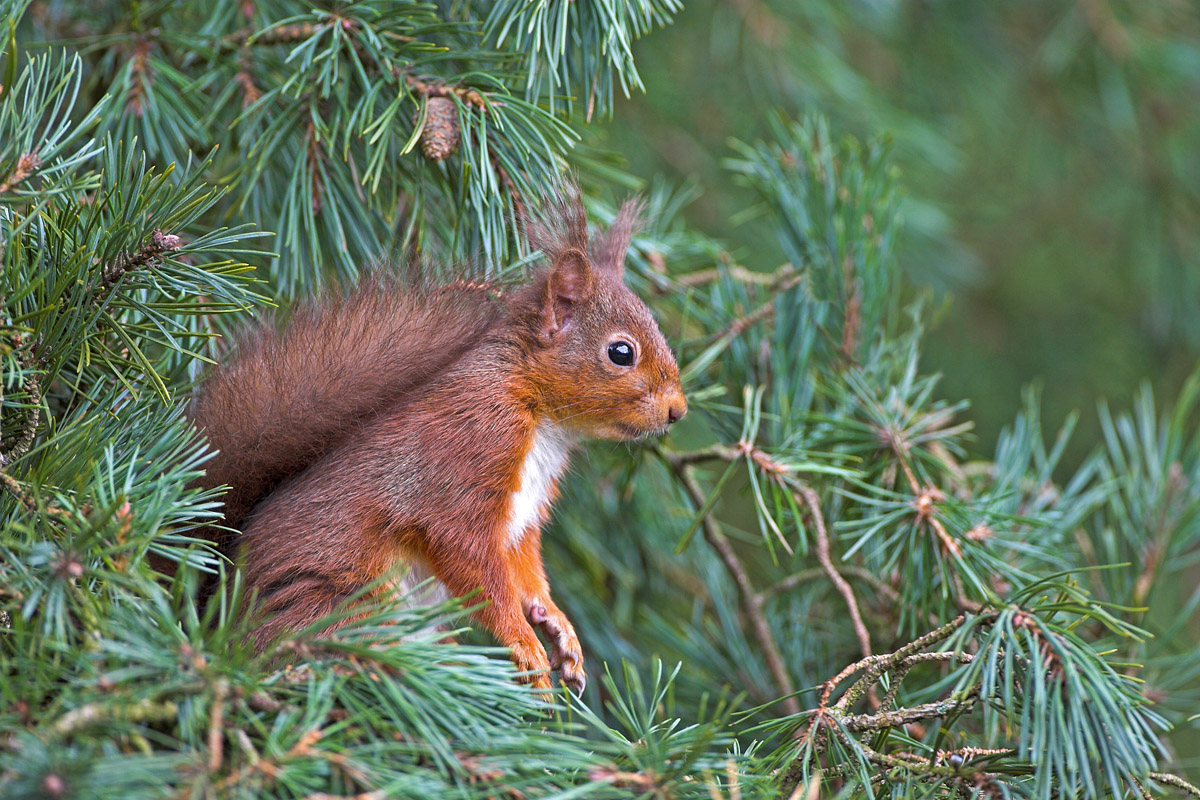Red Squirrel in needles.