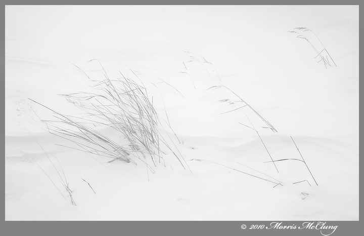 Winter Flora Theme