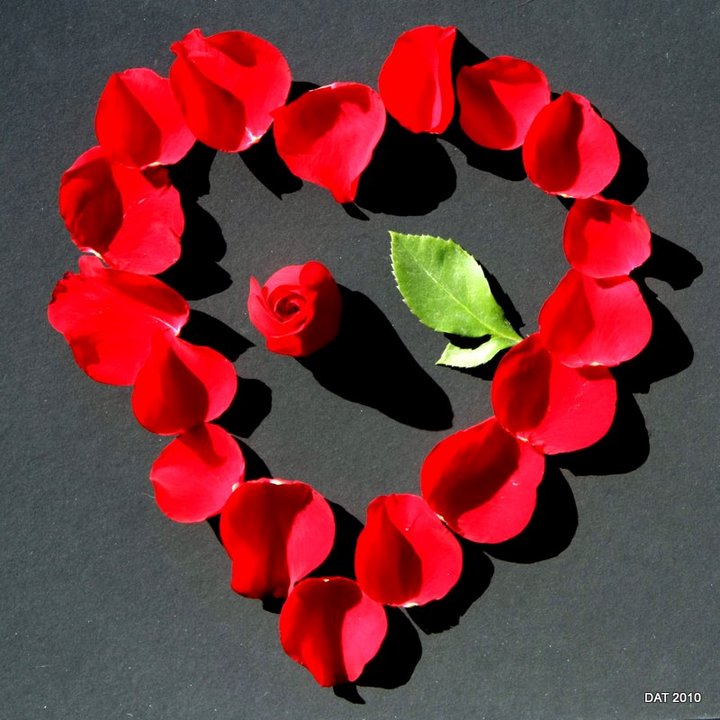 WC#470 Rose Petal Art?