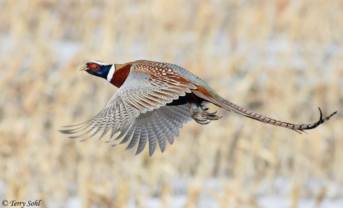 Pheasant in Flight
