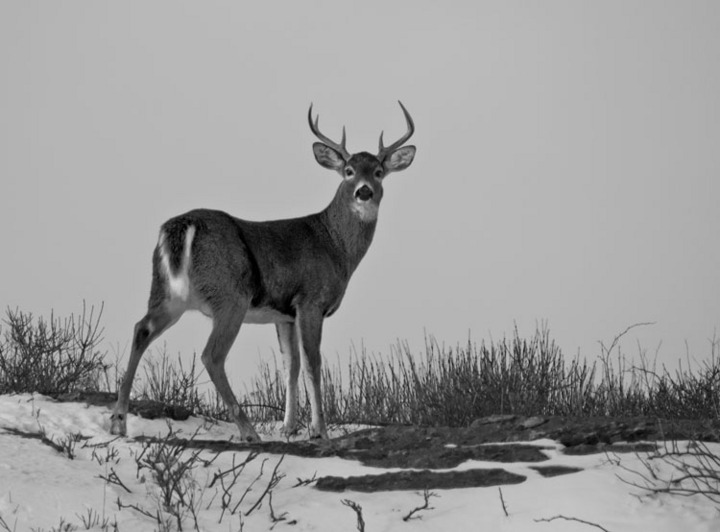 Deer at Sachuest edited