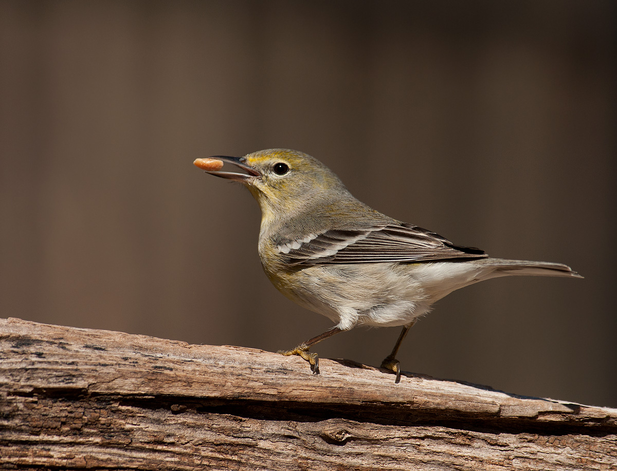 Pine Warbler. 