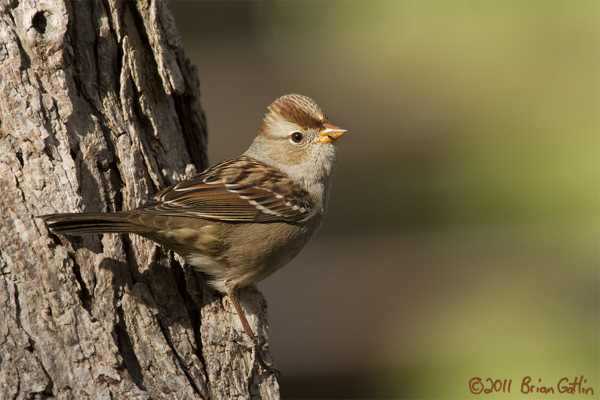 White-crowned Sparrow
