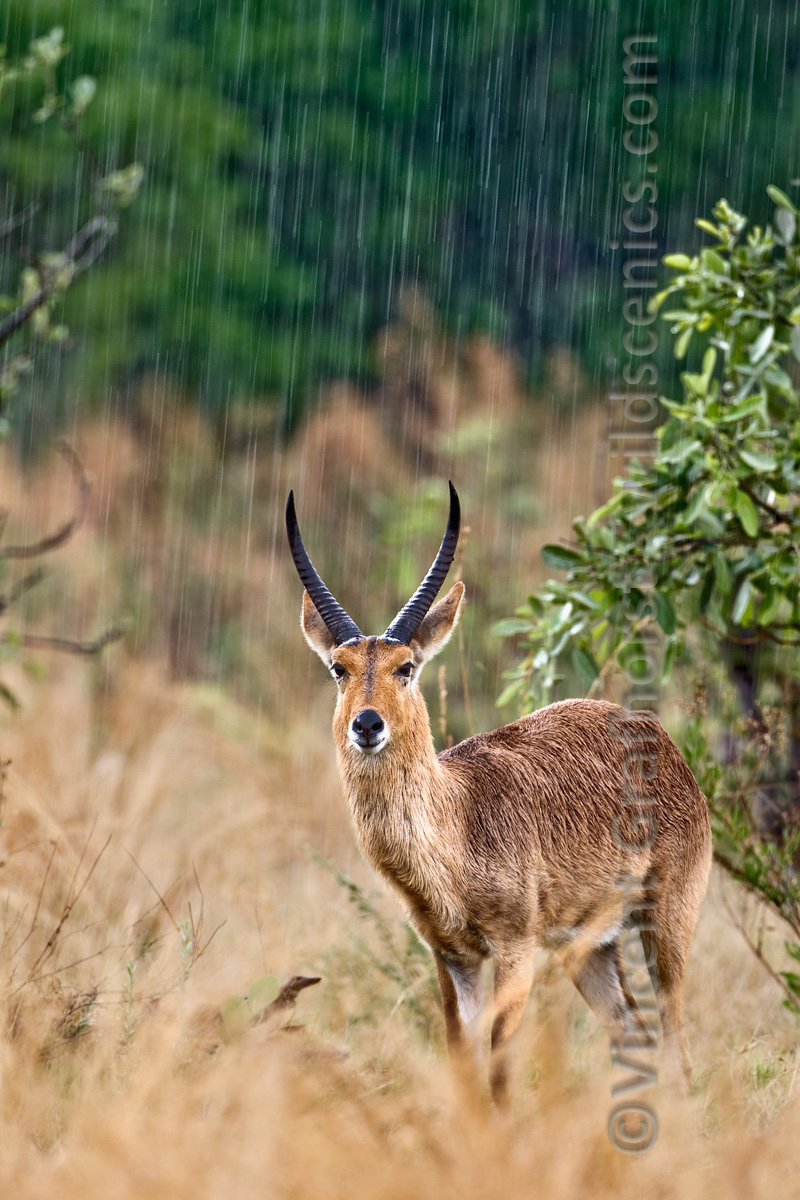 In The Pouring Rain