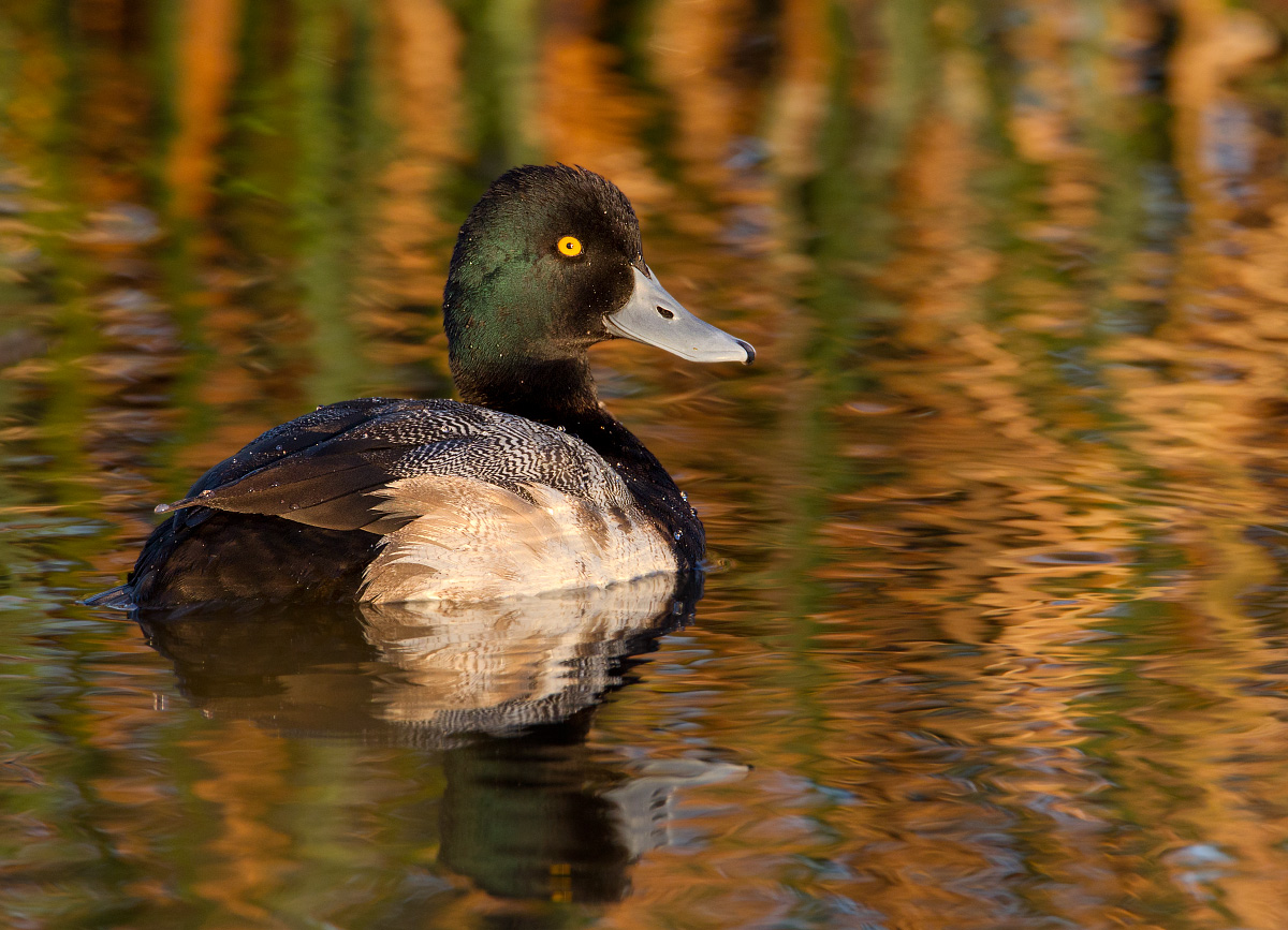 Lesser scaup