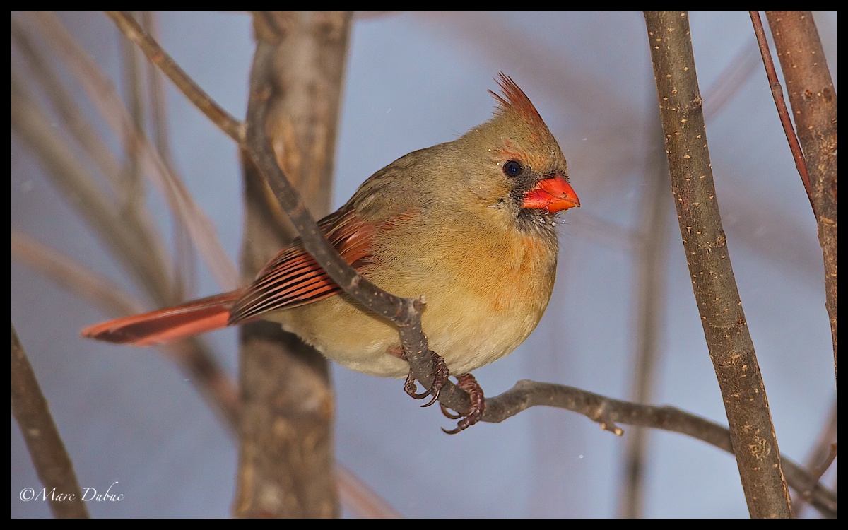 Northern Cardinal-Female