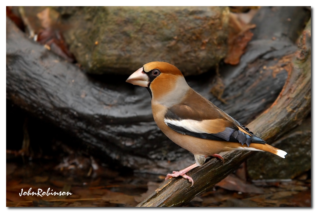 Hawfinch (Male)
