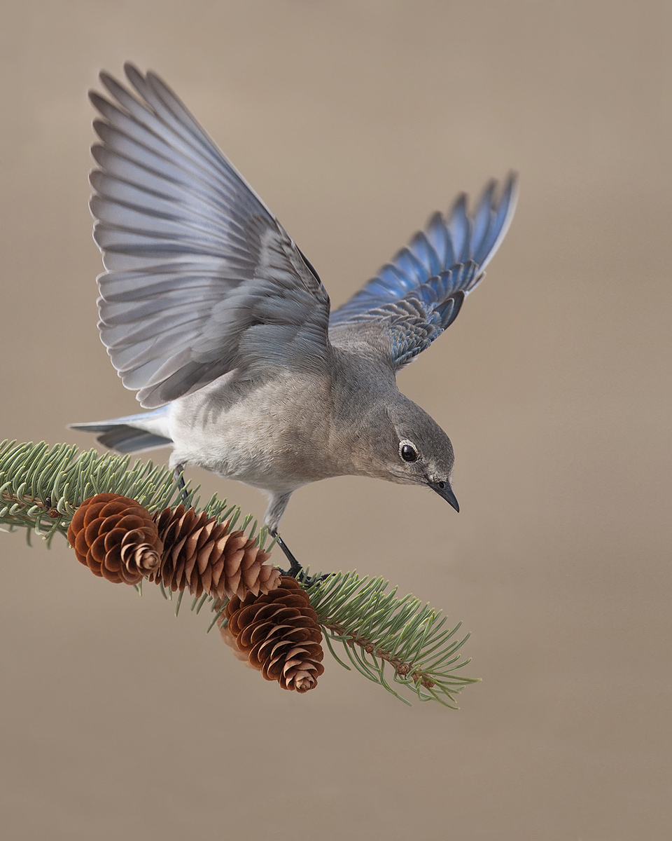 Bluebird Landing
