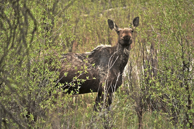 Gros Ventre Moose