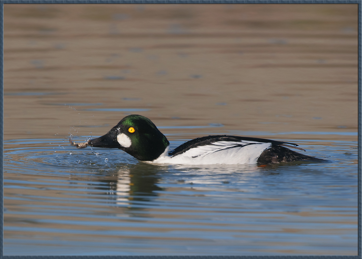 Goldeneye + Crab