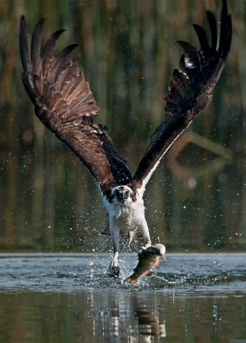 Fishing Osprey