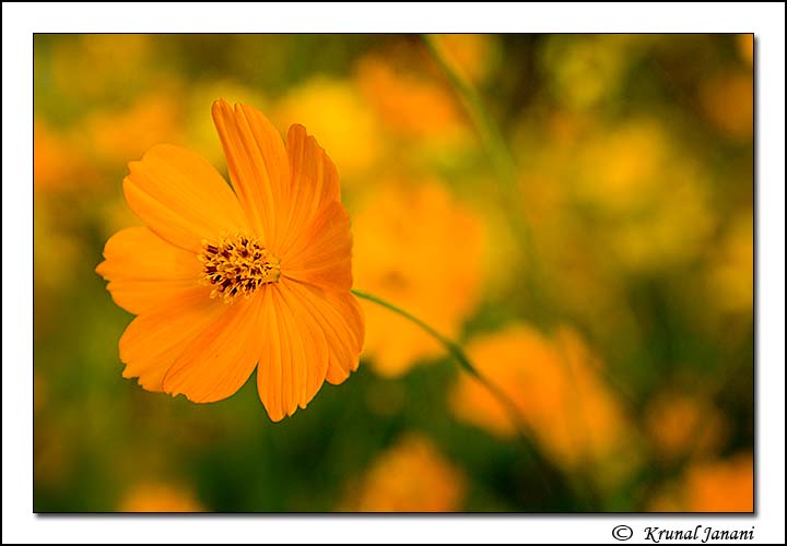 Orange Cosmos