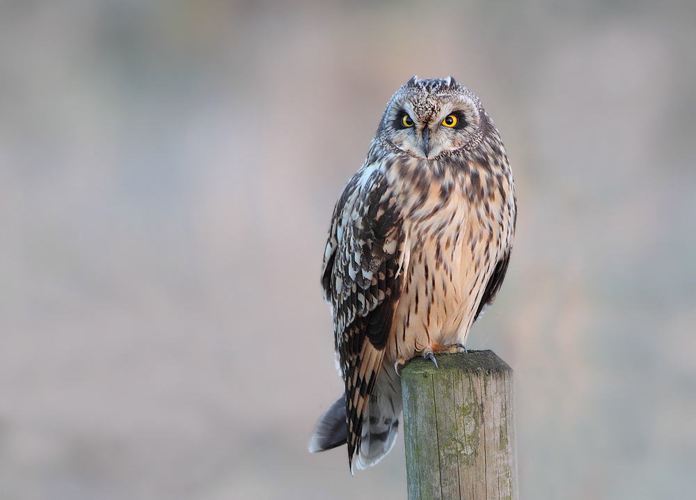 Another Short Eared Owl