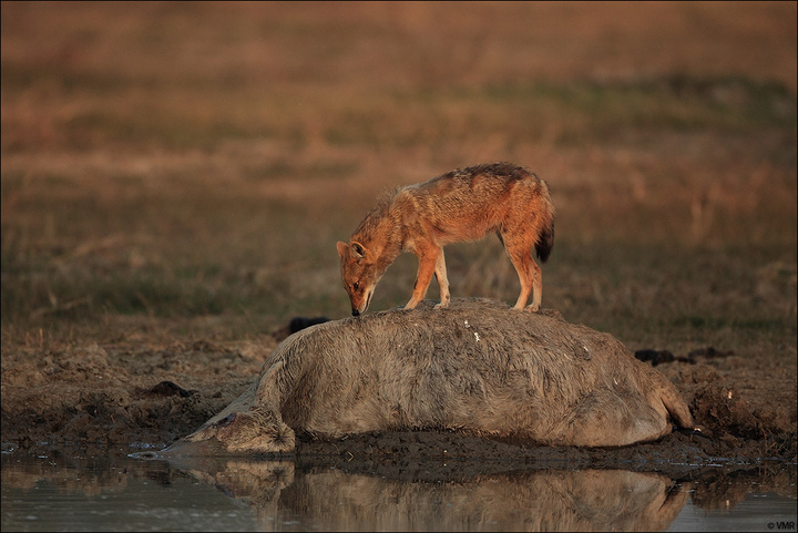 Jackal's big meal