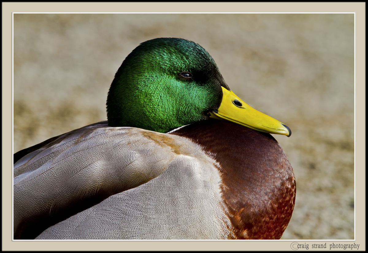 Greenhead Portrait