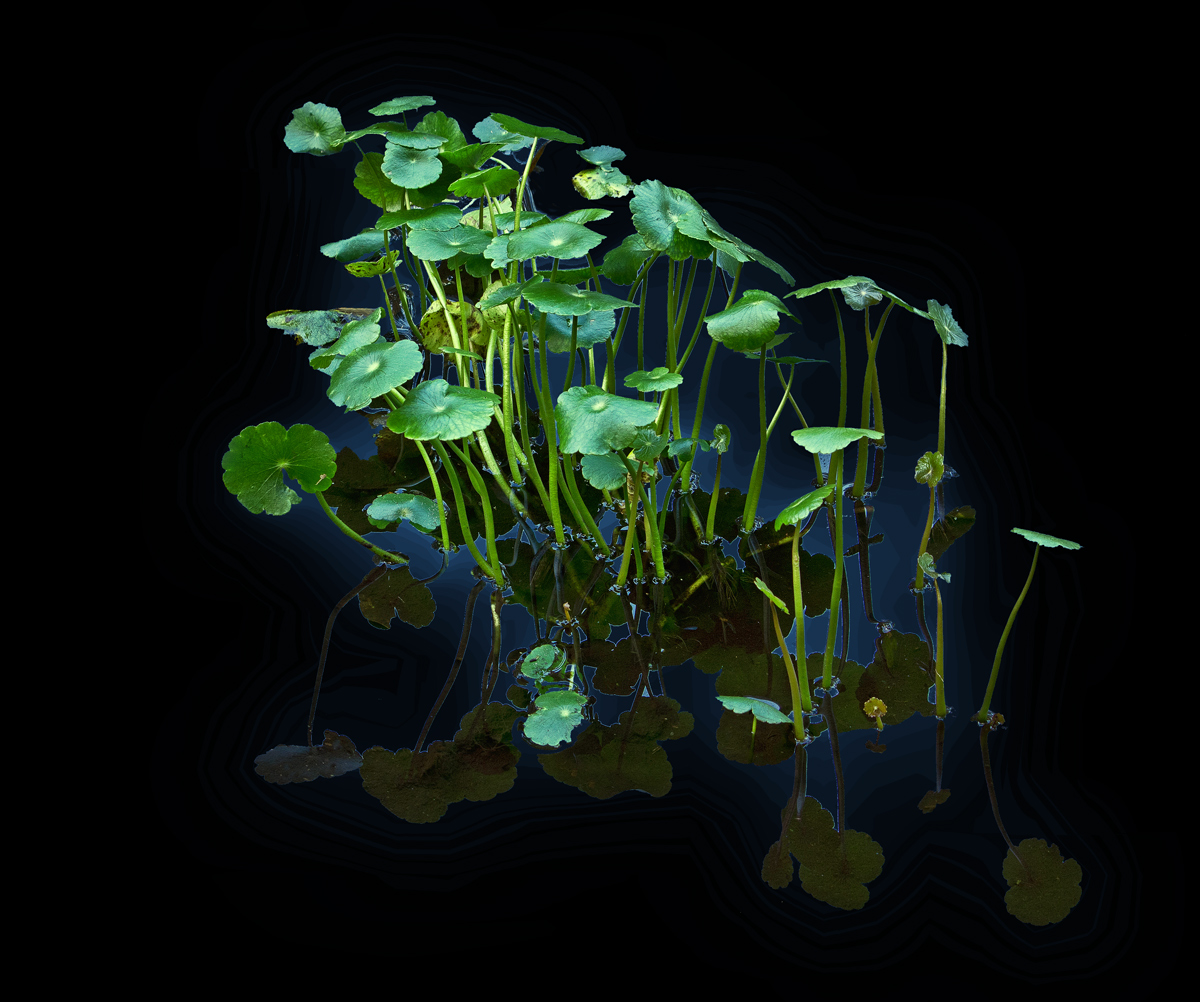 Pennywort