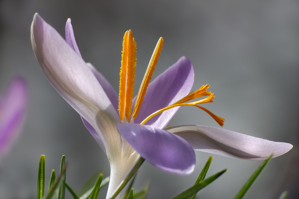 Wide Open Crocus