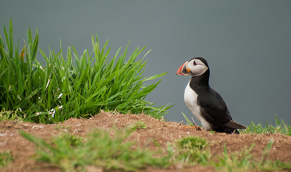 Puffin 