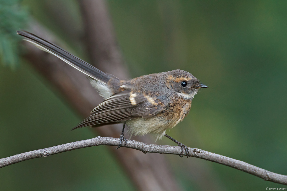 Grey Fantail