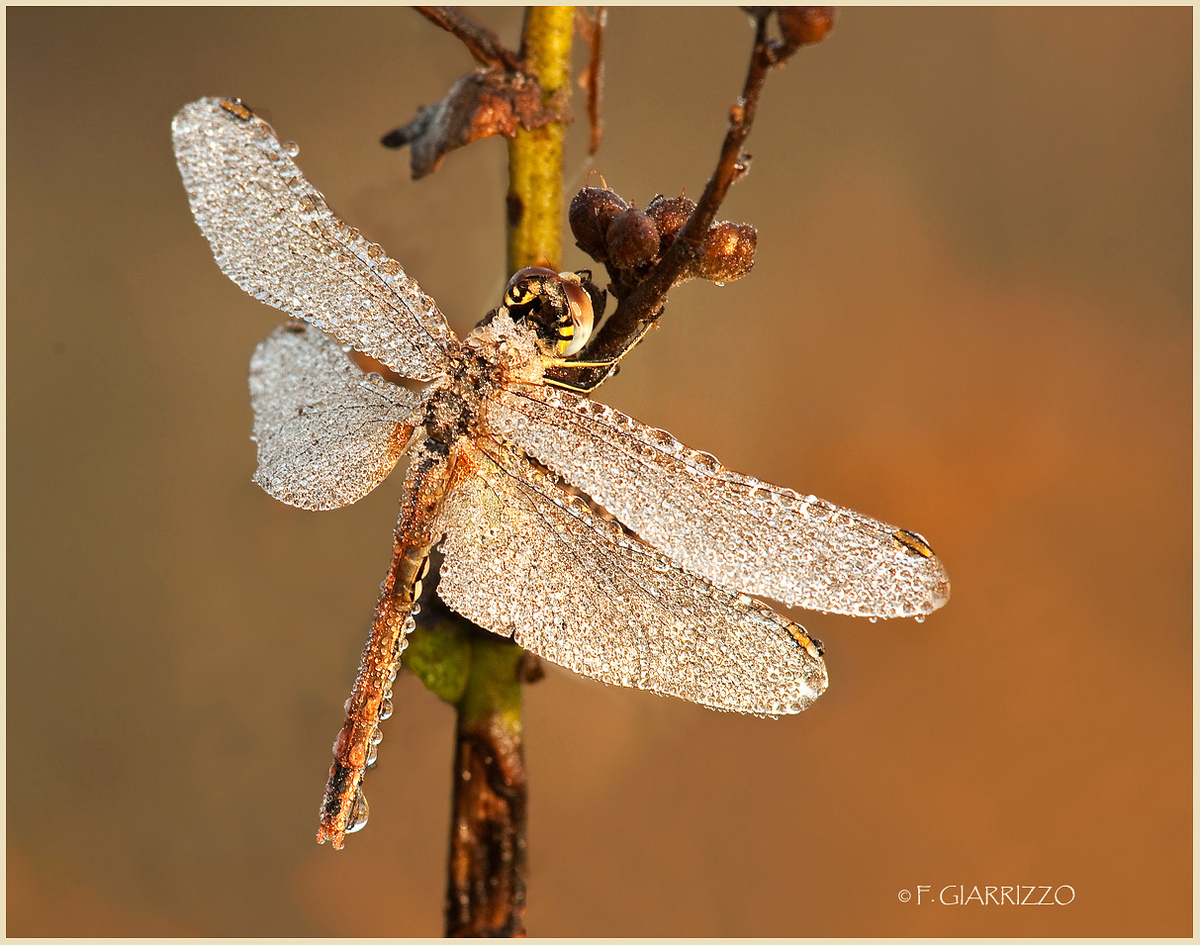 Wet dragonfly