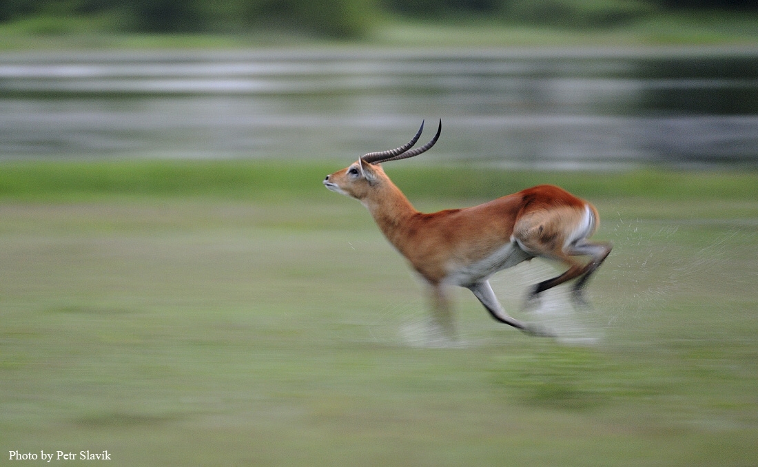 Runnig Lechwe