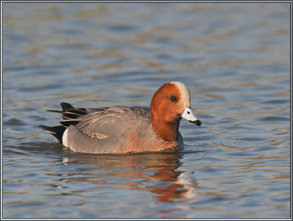 Eurasian Wigeon