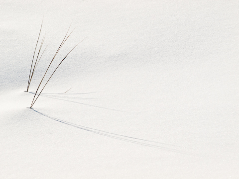 Shadow Grass