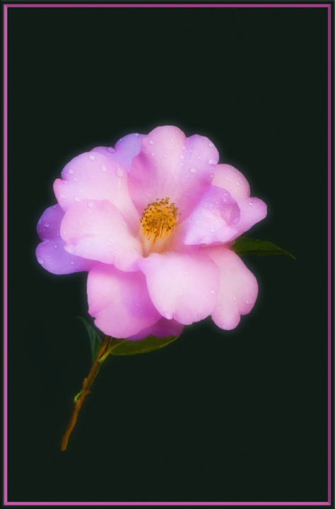 First Camellia