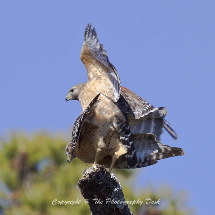 Mating Red Shoulders