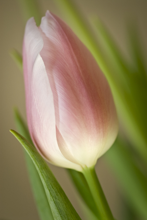 Snow Day Tulip