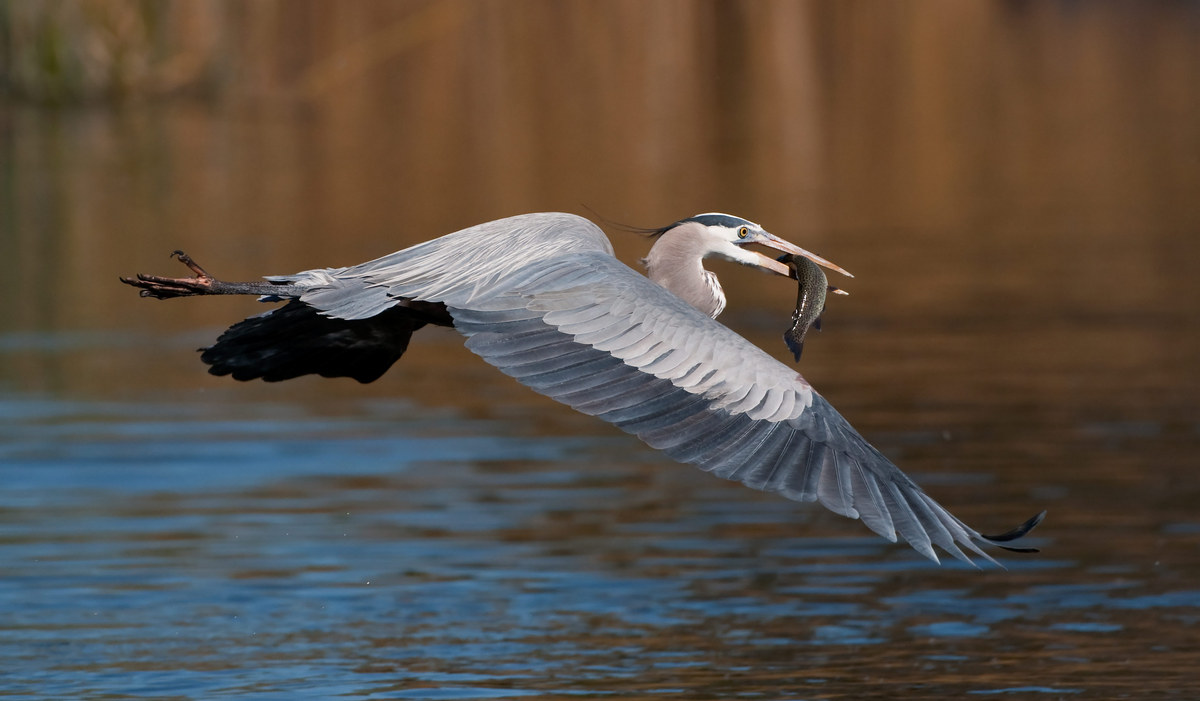 GBH with trout