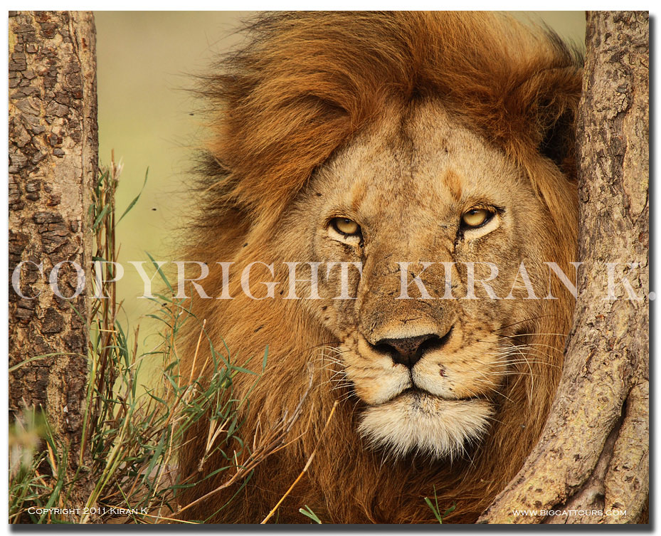 Lion - Tanzania