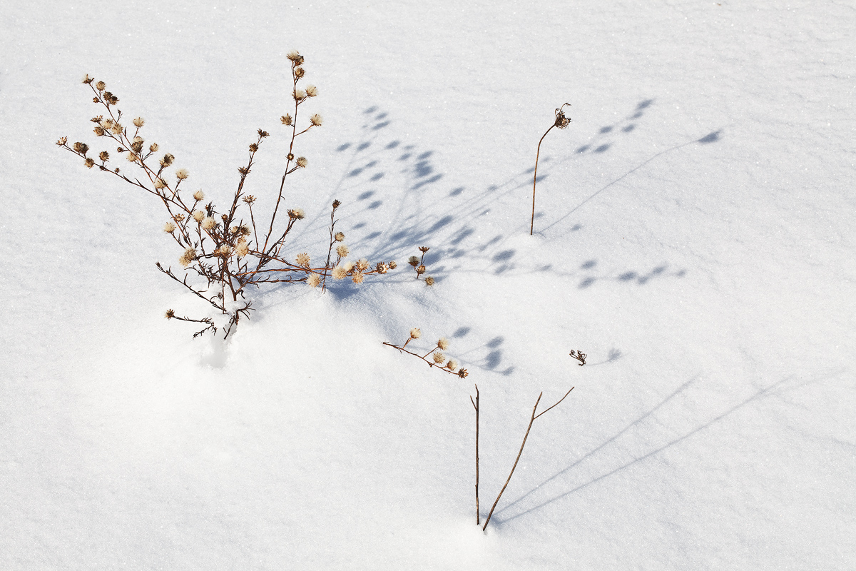 Winter Garden